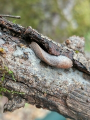 Hesperarion hemphilli