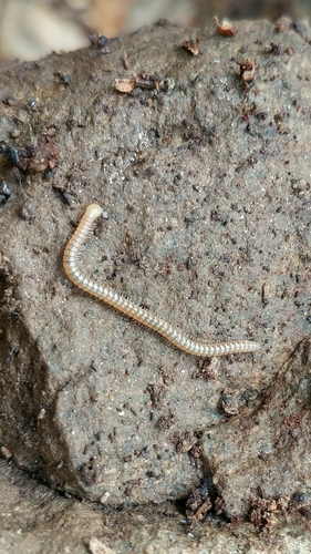 Cambalidae