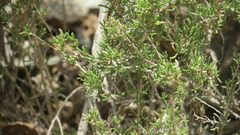 Pteropyrum scoparium