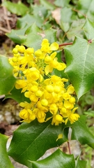Berberis pinnata