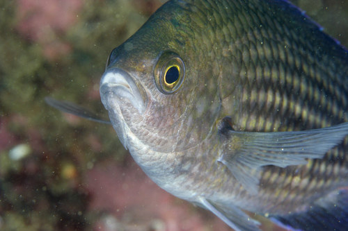 Mediterranean Damselfish