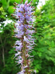 Veronicastrum sibiricum