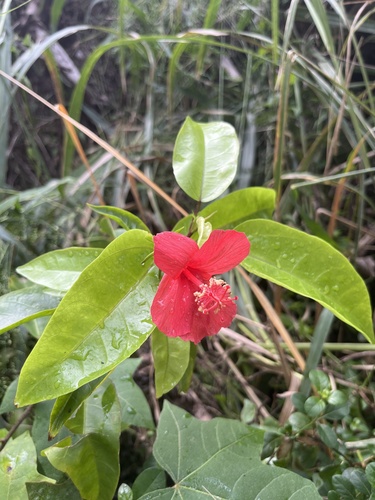 Hibiscus clayi, 2023-12-25