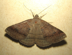 Mocis mutuaria