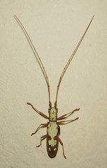 Olenecamptus albidus