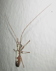 Olenecamptus albidus