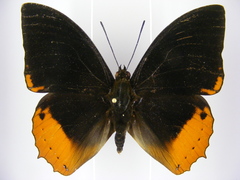 Charaxes protoclea nothodes