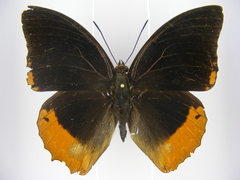 Charaxes protoclea nothodes