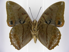 Charaxes protoclea nothodes