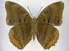 Charaxes protoclea nothodes
