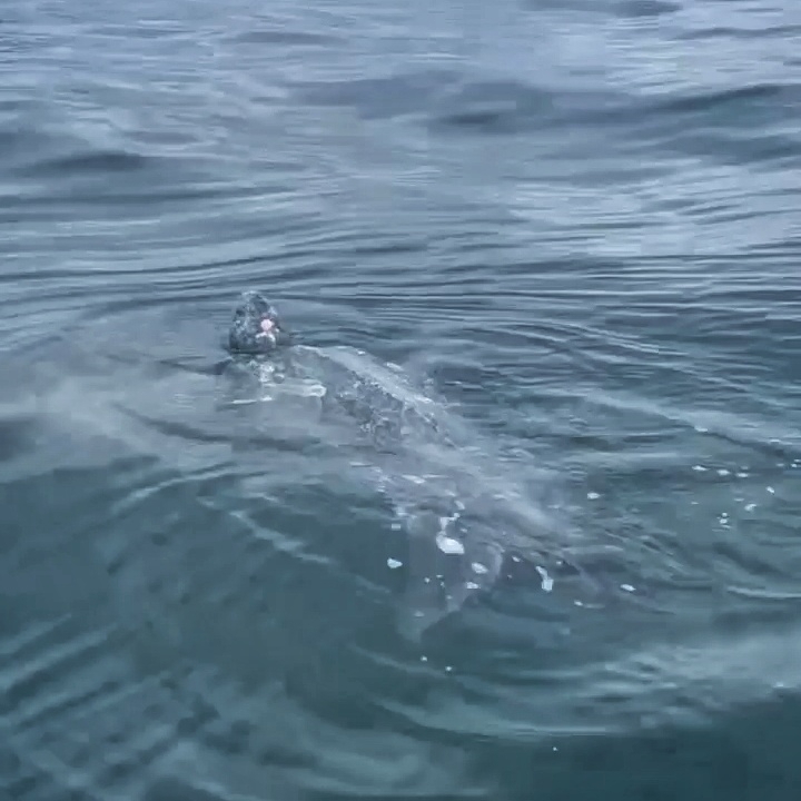 Leatherback Sea Turtle from New South Wales, Australia on December 24 ...