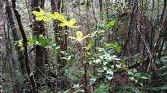 Dypsis pinnatifrons