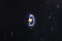 Proboscidactyla flavicirrata image