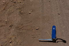 Dasypus novemcinctus