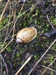 Plekocheilus succineoides