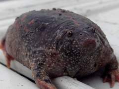 Rhinophrynus dorsalis