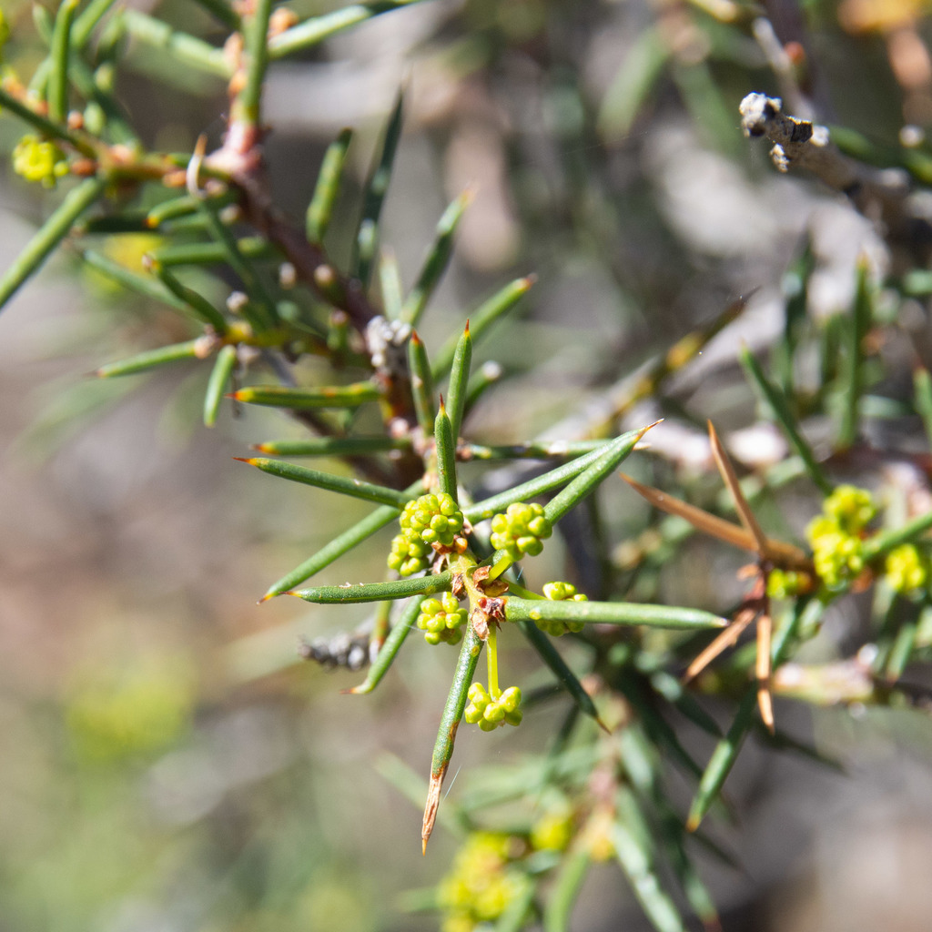 Acacia ulicifolia - Inner West indigenous plant