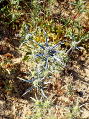Eryngium dilatatum