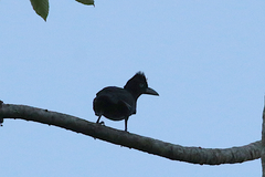 Cephalopterus ornatus