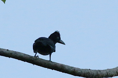 Cephalopterus ornatus