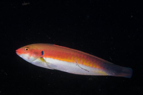 Atlantic rainbow wrasse
