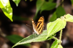 Athyma nefte subrata