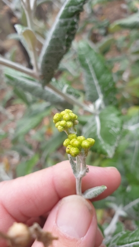 Senecio observed 2023-12-26
