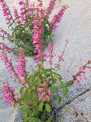 Penstemon clevelandii
