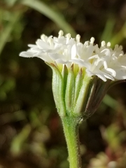 Chaenactis fremontii