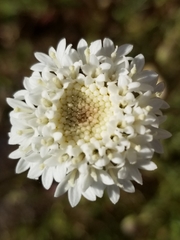 Chaenactis fremontii