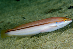 Rainbow Wrasse photo 3