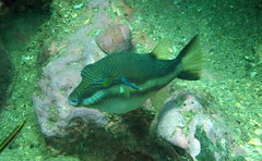 Canthigaster callisterna