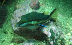 Canthigaster callisterna