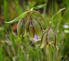 Fritillaria agrestis
