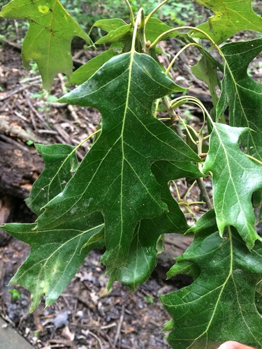 Image of Quercus pagoda by (c) Senna Bryce Robeson, some rights reserved (CC BY)