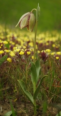 Fritillaria agrestis