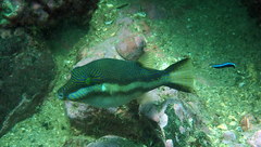 Canthigaster callisterna