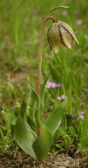 Fritillaria agrestis