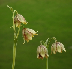 Fritillaria agrestis