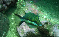 Canthigaster callisterna