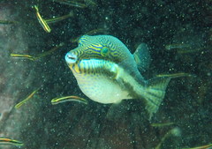 Canthigaster callisterna