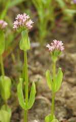 Plectritis ciliosa