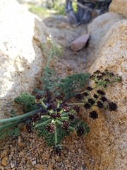 Lomatium mohavense