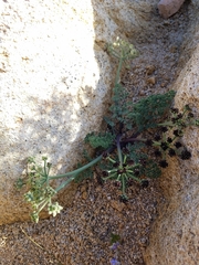 Lomatium mohavense