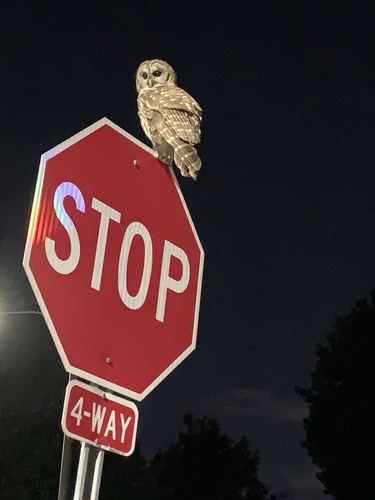 Barred Owl photographed in Florida