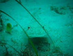 Platycephalus caeruleopunctatus