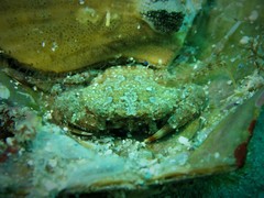 Thalamitinae