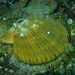 Doughboy Scallop - Photo (c) Josh Moloney, some rights reserved (CC BY-NC), uploaded by Josh Moloney