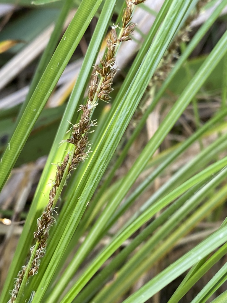 Carex virgata