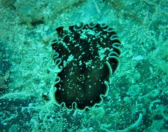Callioplana marginata